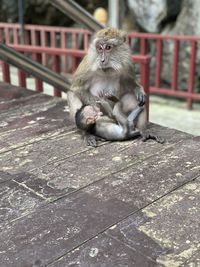 A monkey mom with its baby