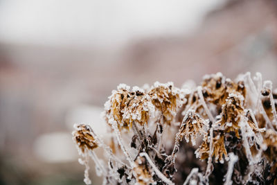 Close-up of frozen plant during winter