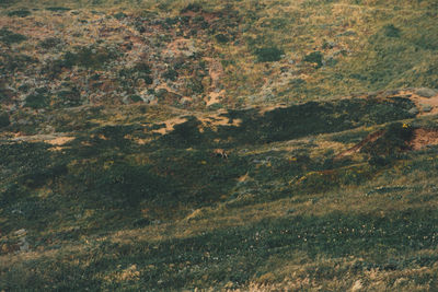 Full frame shot of trees on land