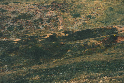 Full frame shot of trees on land