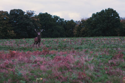 Trees growing on field