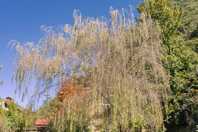 Plants growing on field against sky