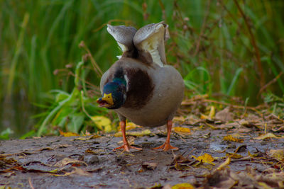 Close-up of duck on land