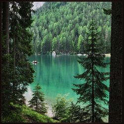 Reflection of trees in water