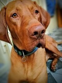 Close-up portrait of dog