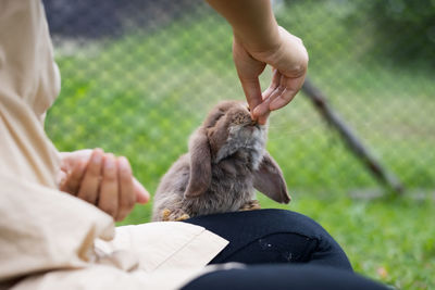 Cute rabbit eating pellet food from owner woman hand. hungry rabbit eating food in the meadow. 