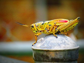 Close-up of insect on metal