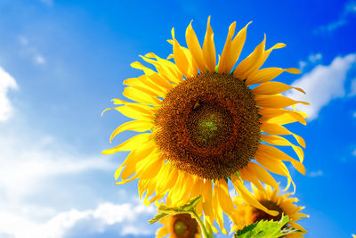 Close-up of sunflower against sky