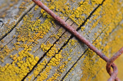 Detail shot of moss on wooden surface