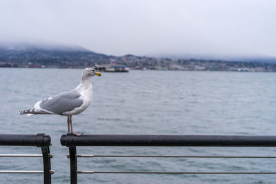 Bird perching on railing