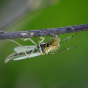 Close-up of spider on plant