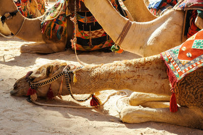 High angle view of camel