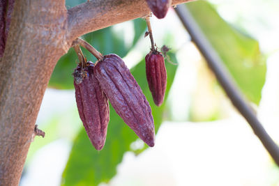 Close-up of purple flowering plant