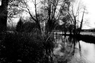 Bare trees by lake in forest