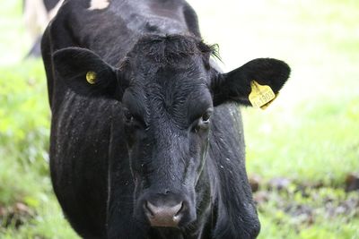 Close-up of cow on field