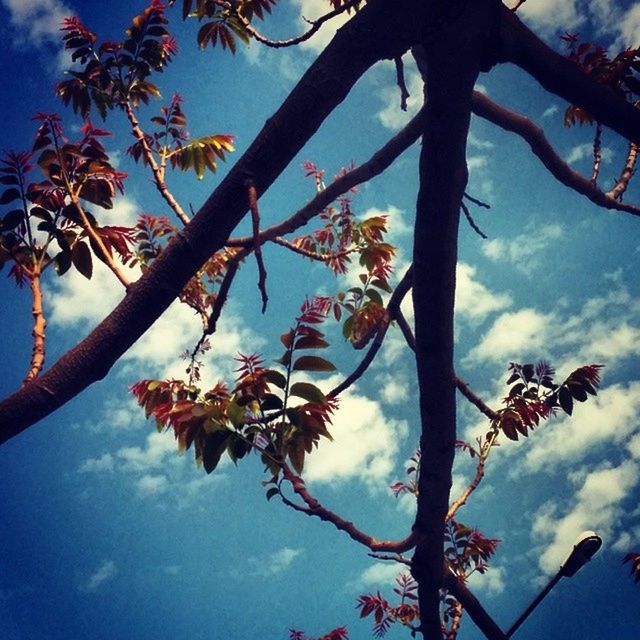 low angle view, sky, tree, branch, growth, nature, beauty in nature, cloud - sky, blue, cloud, tranquility, tree trunk, flower, outdoors, silhouette, no people, day, leaf, scenics, cloudy