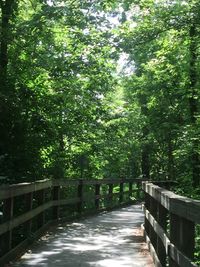 Footbridge along trees