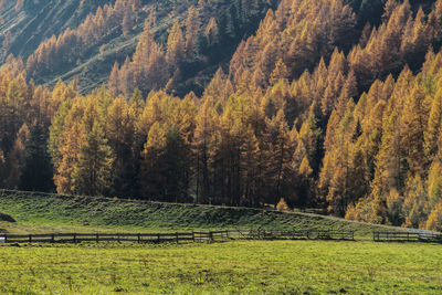 Scenic view of trees growing in field