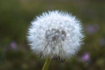 Close-up of dandelion