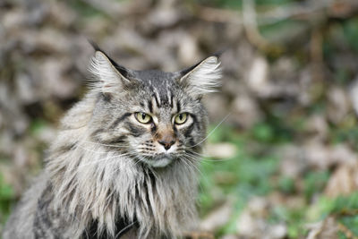 Close-up portrait of cat outdoors