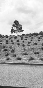 Tree on field against sky