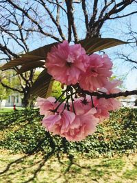 Close-up of blooming tree