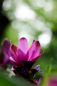 Close-up of pink flowering plant