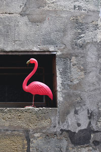 Close-up of a bird on wall