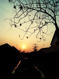 Sun shining through bare trees