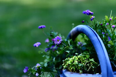 Close-up of purple flowers