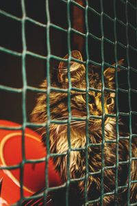 Close-up of bird in cage