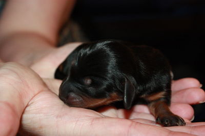 Close-up of hand holding puppy