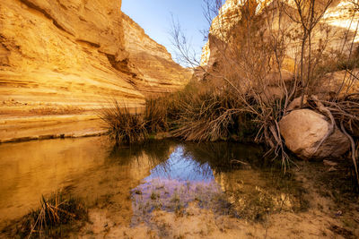 Reflection of plants in water