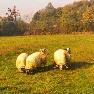 Animal grazing on grassy field