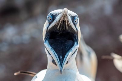 Close-up portrait of a bird
