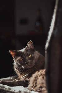 Close-up portrait of a cat