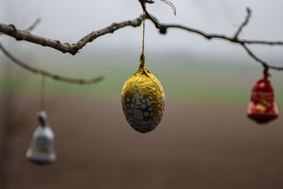 Close-up of fruits hanging on tree