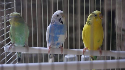 Close-up of birds perching in cage