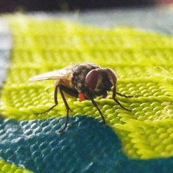 Close-up of insect on leaf