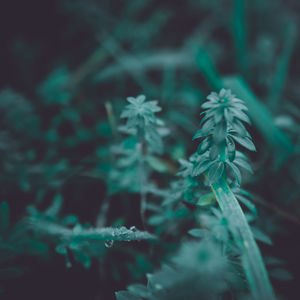 Close-up of plants during winter