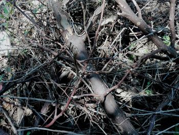 High angle view of nest in forest