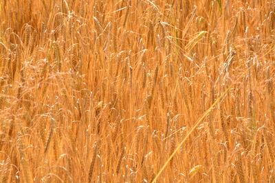 Full frame shot of wheat field