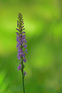 Close-up of purple flowering plant