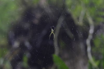 Close-up of spider on web