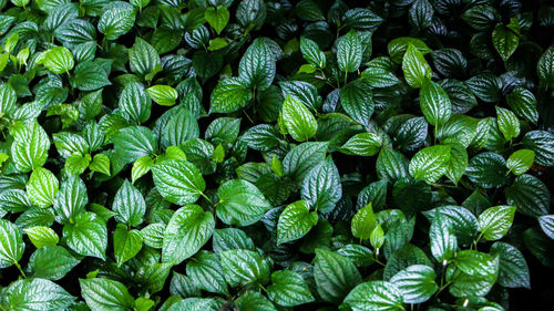 Full frame shot of plants