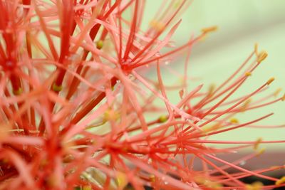 Close-up of red flowering plant