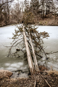 Close-up of bare tree on snow covered landscape