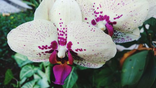 Close-up of pink lily blooming outdoors