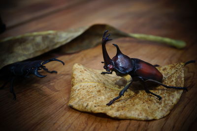 High angle view of insect on table