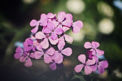 Close-up of pink flowering plant